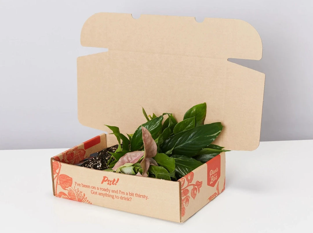Indoor Garden Mystery Houseplant Box 85mm 5 Indoor Garden Mystery Houseplant Box 85mm
