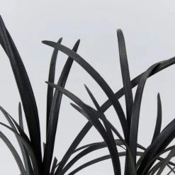 Shrubs Ophiopogon Planiscapus Nigrescens Black Mondo