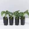Indoor Garden Satin Pothos Scindapsus Pictus Exotica Easy Care Plants