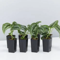 Indoor Garden Satin Pothos Scindapsus Pictus Exotica Easy Care Plants