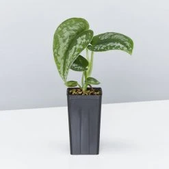 Indoor Garden Satin Pothos Scindapsus Pictus Exotica Easy Care Plants