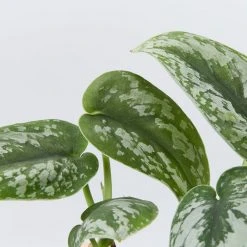 Indoor Garden Satin Pothos Scindapsus Pictus Exotica Easy Care Plants