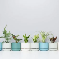 Indoor Garden Mr Kitly 8 Houseplants & 8 Pots