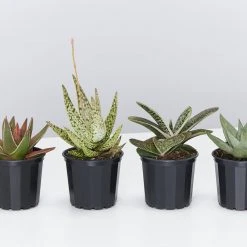 Succulents Shades Of Green Succulent Pack