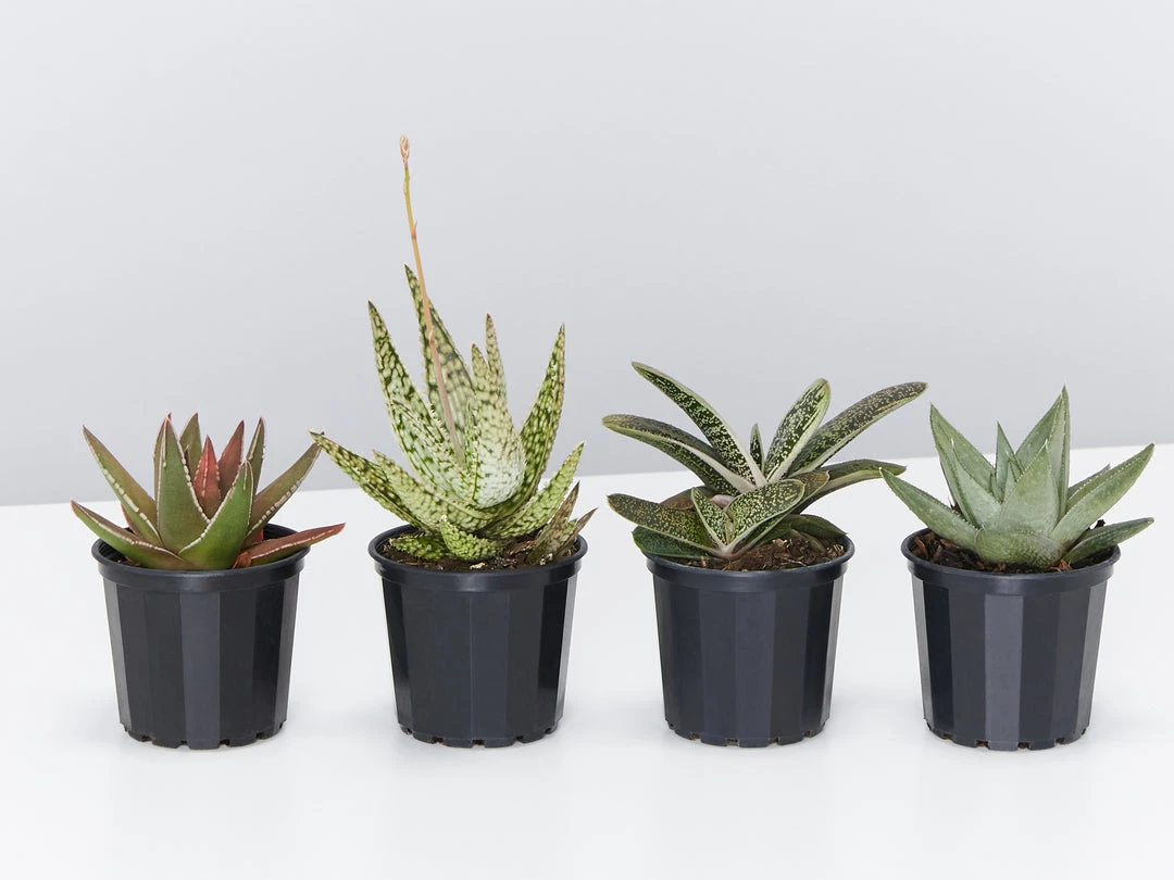 Succulents Shades Of Green Succulent Pack 4 Succulents Shades Of Green Succulent Pack