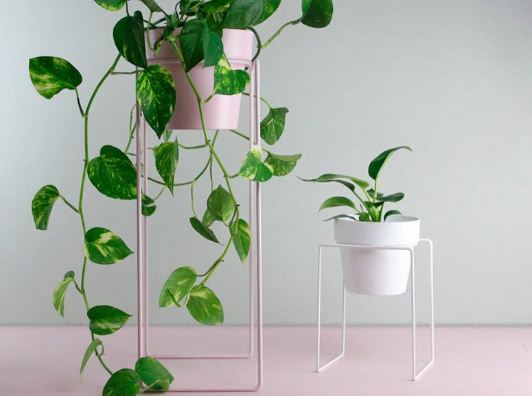 Bendo Plant Stakes & Stands 'TALL' Indoor Plant Stand & Medium Pot Bundle 3 Bendo Plant Stakes & Stands 'TALL' Indoor Plant Stand & Medium Pot Bundle