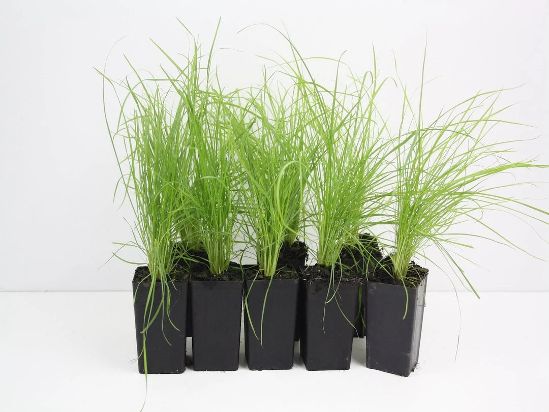 Shrubs Poa Labillardieri Border Plants 3 Shrubs Poa Labillardieri Border Plants