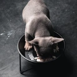 Bendo Best Selling Gifts The WOOF Dog Bowl - MIX 'N MATCH