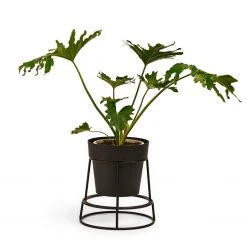 Bendo Plant Stakes & Stands 'POTPLANT' Indoor Plant Stand & Medium Pot Bundle