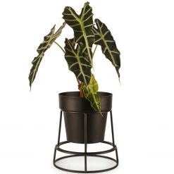 Bendo Plant Stakes & Stands 'POTPLANT' Indoor Plant Stand & Medium Pot Bundle