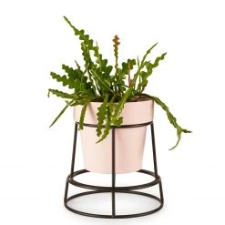 Bendo Plant Stakes & Stands 'POTPLANT' Indoor Plant Stand & Medium Pot Bundle