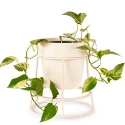 Bendo Plant Stakes & Stands 'POTPLANT' Indoor Plant Stand & Medium Pot Bundle