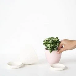 Indoor Garden Syngonium Pixie Mini Syngoniums