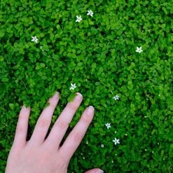 Shrubs Pratia Pedunculata 15 Shrubs Pratia Pedunculata