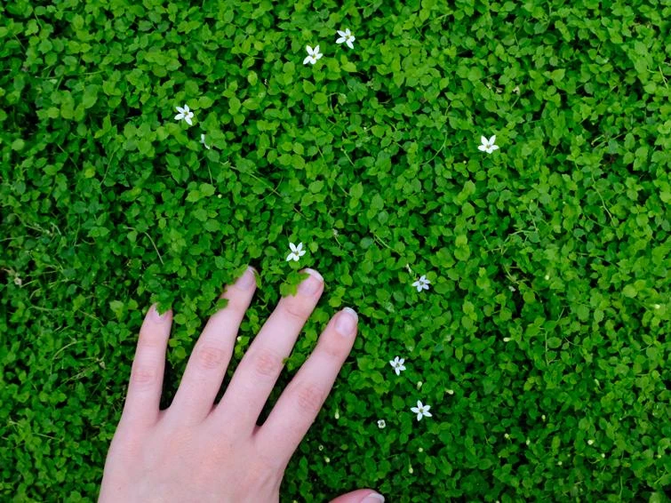 Shrubs Pratia Pedunculata 8 Shrubs Pratia Pedunculata