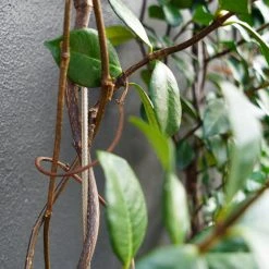 Pro Rig Outdoor Living Stainless Steel Trellis Kit For Climbing Plants