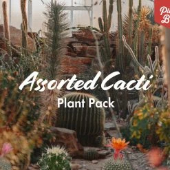 Assorted Cacti Box ???? Plant Packs