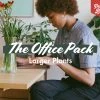 Indoor Garden Plant Packs The Office Indoor Plant Box - 85mm 2 Indoor Garden Plant Packs The Office Indoor Plant Box - 85mm