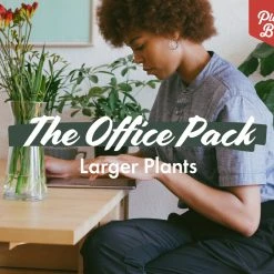 Indoor Garden Plant Packs The Office Indoor Plant Box - 85mm