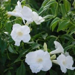 Shrubs Pandorea Jasminoides Lady Di