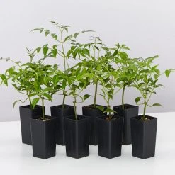 Shrubs Pandorea Jasminoides Lady Di