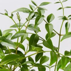 Shrubs Pandorea Jasminoides Lady Di