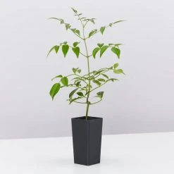 Shrubs Pandorea Jasminoides Lady Di