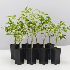 Shrubs Pandorea Jasminoides Variegata Ground Covers