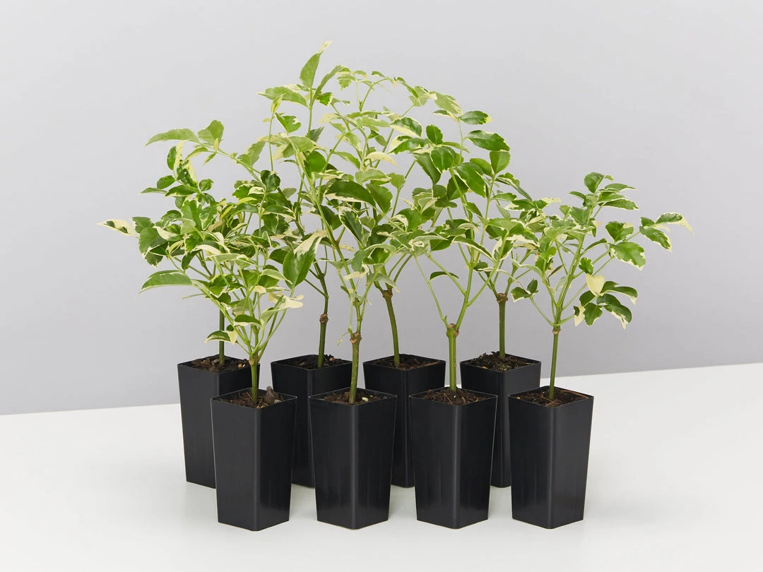 Shrubs Pandorea Jasminoides Variegata Ground Covers 3 Shrubs Pandorea Jasminoides Variegata Ground Covers