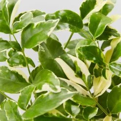 Shrubs Pandorea Jasminoides Variegata Ground Covers 10 Shrubs Pandorea Jasminoides Variegata Ground Covers