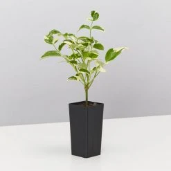 Shrubs Pandorea Jasminoides Variegata Ground Covers 11 Shrubs Pandorea Jasminoides Variegata Ground Covers