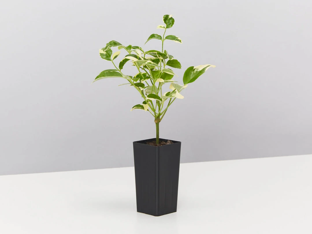 Shrubs Pandorea Jasminoides Variegata Ground Covers 6 Shrubs Pandorea Jasminoides Variegata Ground Covers