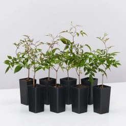 Shrubs Pandorea Pandorana Ruby Belle Ground Covers