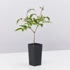 Shrubs Pandorea Pandorana Ruby Belle Ground Covers