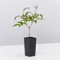 Shrubs Assorted Pack Of Outdoor Climbing Plants