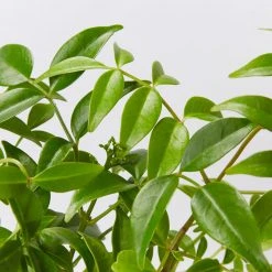 Shrubs Pandorea Jasminoides Full Sun