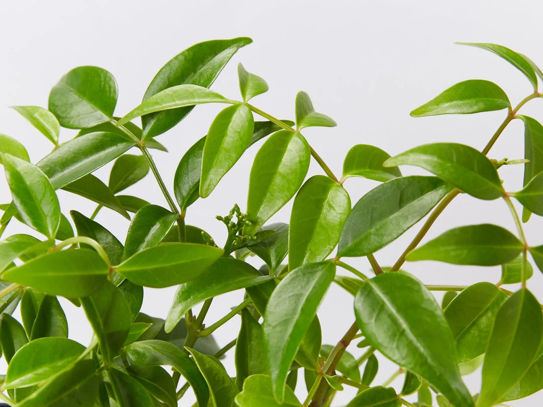 Shrubs Pandorea Jasminoides Full Sun 4 Shrubs Pandorea Jasminoides Full Sun