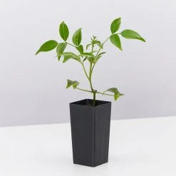 Shrubs Birds And Bees ๐ Australian Native Plant Pack 26 Shrubs Birds And Bees ???? Australian Native Plant Pack