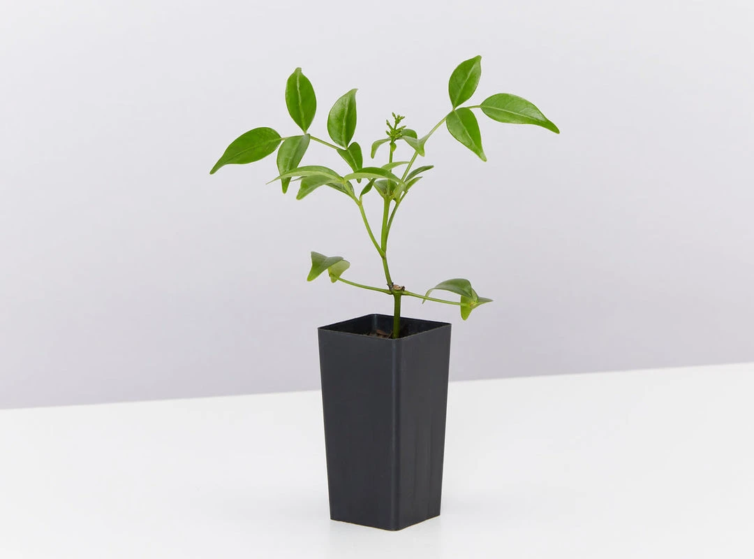 Shrubs Birds And Bees ๐ Australian Native Plant Pack 12 Shrubs Birds And Bees ???? Australian Native Plant Pack