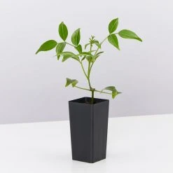 Shrubs Pandorea Jasminoides Full Sun 8 Shrubs Pandorea Jasminoides Full Sun