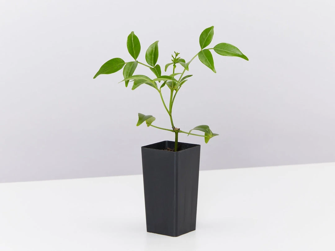 Shrubs Pandorea Jasminoides Full Sun 5 Shrubs Pandorea Jasminoides Full Sun