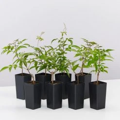 Shrubs Pandorea Jasminoides Full Sun