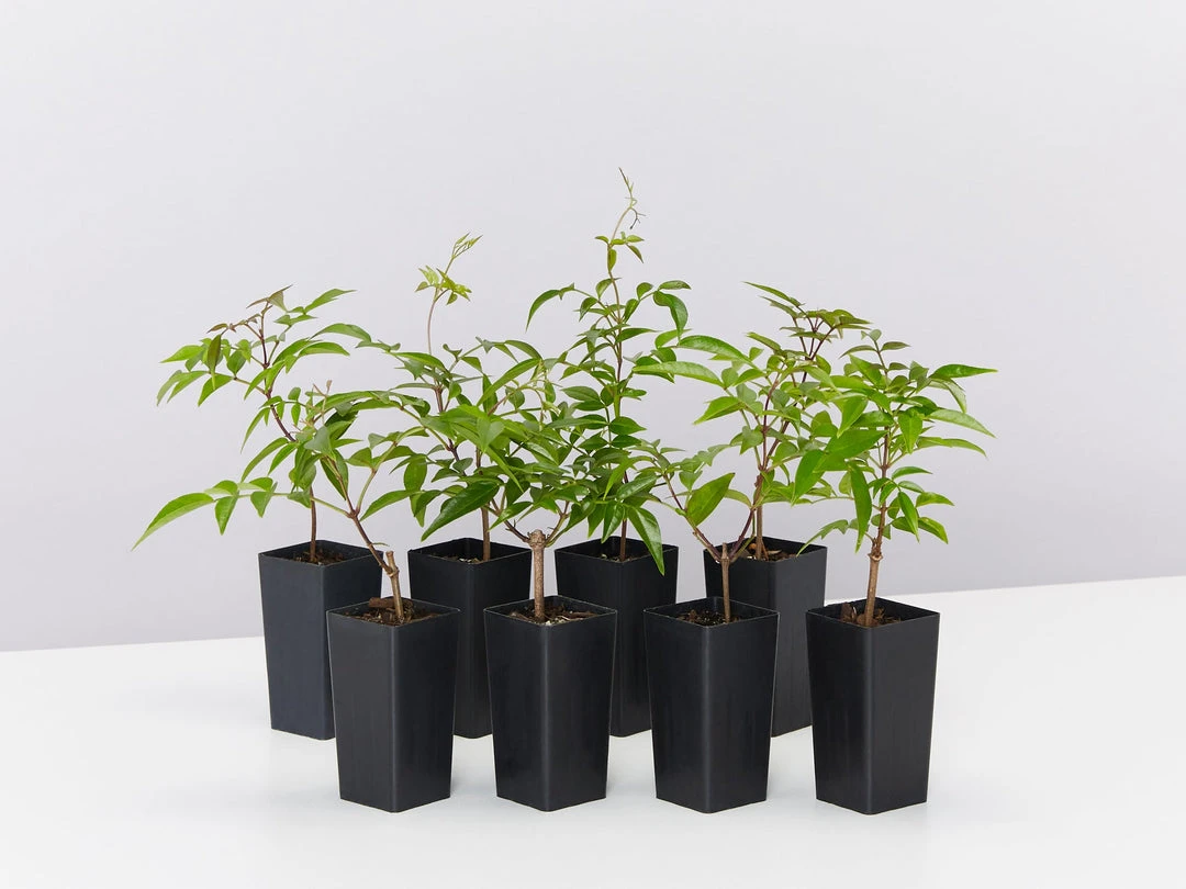 Shrubs Pandorea Jasminoides Full Sun 3 Shrubs Pandorea Jasminoides Full Sun