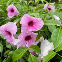 Shrubs Pandorea Jasminoides Pink Magic