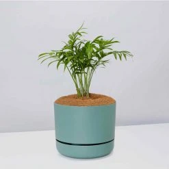 Pot + Plant Gift Box Parlor Palm + Pot + Plant + Soil Full Sun