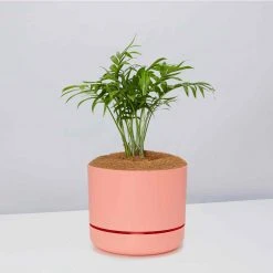 Pot + Plant Gift Box Parlor Palm + Pot + Plant + Soil Full Sun