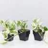 Indoor Garden Epipremnum Aureum - Pothos Snow Queen 85mm 2 Indoor Garden Epipremnum Aureum - Pothos Snow Queen 85mm