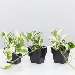 Indoor Garden Epipremnum Aureum - Pothos Snow Queen 85mm