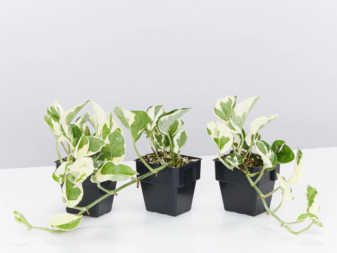 Indoor Garden Epipremnum Aureum - Pothos Snow Queen 85mm 3 Indoor Garden Epipremnum Aureum - Pothos Snow Queen 85mm