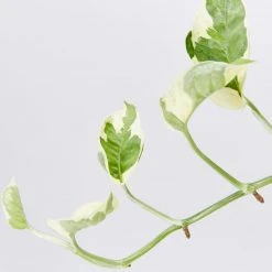Indoor Garden Epipremnum Aureum - Pothos Snow Queen 85mm